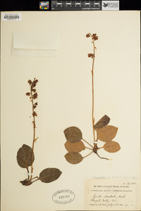 Pyrola asarifolia image