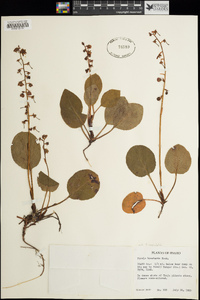 Pyrola asarifolia image