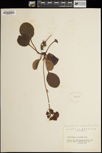 Pyrola asarifolia var. purpurea image