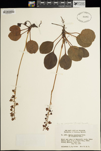 Pyrola asarifolia subsp. asarifolia image