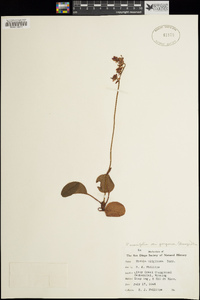 Pyrola asarifolia var. purpurea image