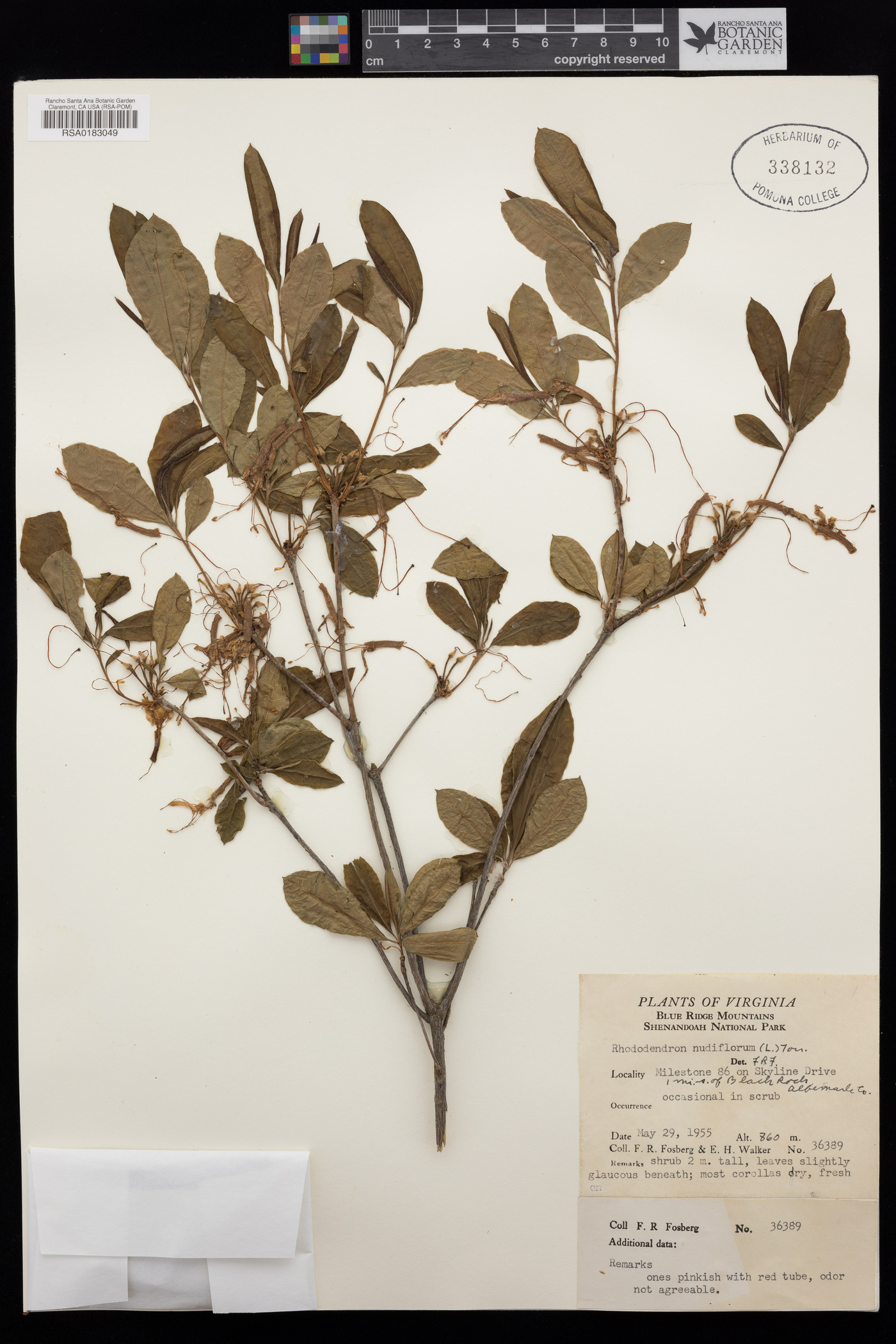 Rhododendron periclymenoides image