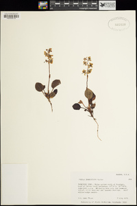 Pyrola grandiflora image