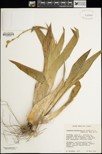 Catopsis berteroniana image