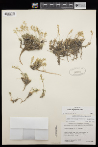 Draba oligosperma image