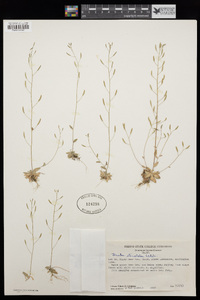 Draba stenoloba image