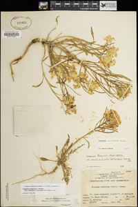 Erysimum menziesii subsp. concinnum image
