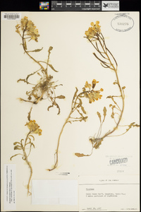 Erysimum menziesii subsp. concinnum image