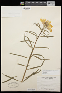 Erysimum capitatum image