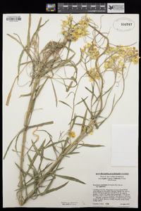 Erysimum capitatum image