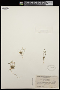 Draba albertina image