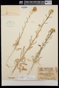 Erysimum capitatum subsp. capitatum image