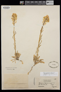 Erysimum perenne image