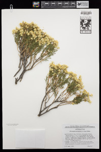 Ericameria laricifolia image