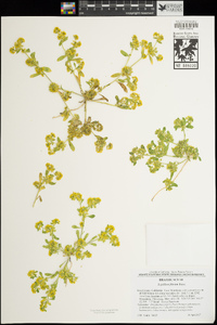 Lepidium flavum image