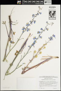 Delphinium parishii subsp. parishii image