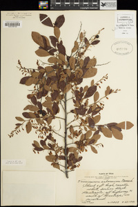 Vaccinium arboreum image