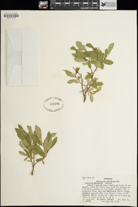 Vaccinium cespitosum image