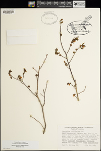 Vaccinium ovalifolium image