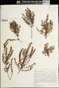 Vaccinium myrsinites image