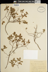 Vaccinium myrtillus image