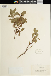 Vaccinium membranaceum image