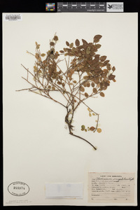 Vaccinium myrtillus var. oreophilum image
