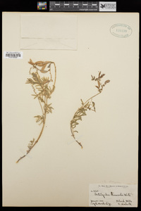 Astragalus australis image