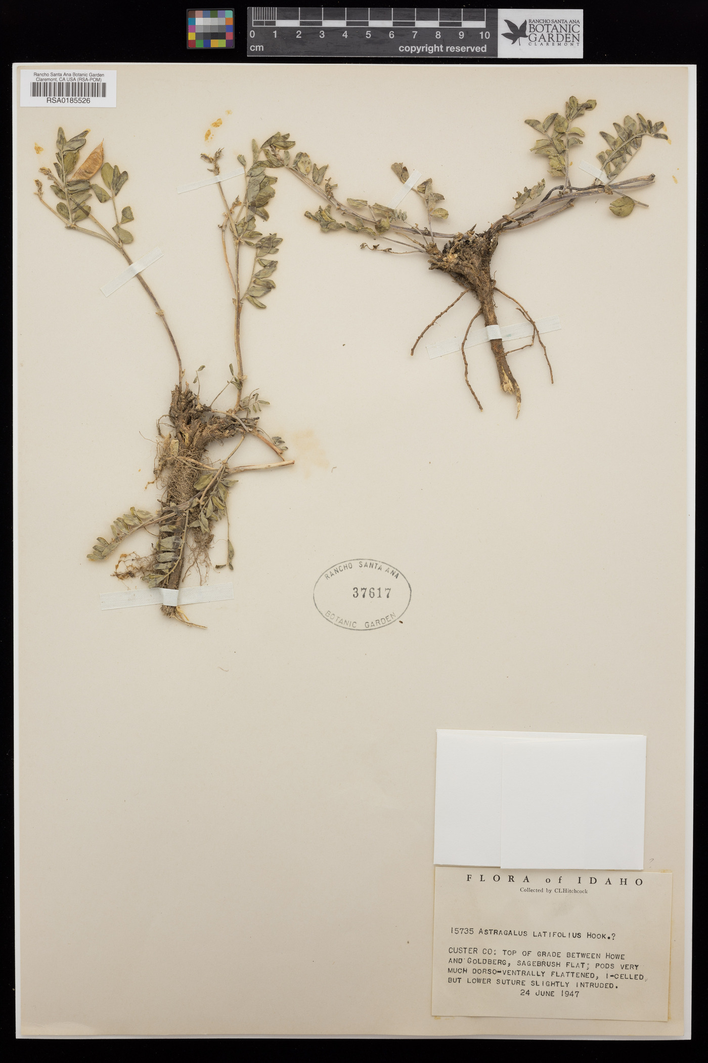 Astragalus latifolius image