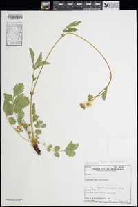 Drymocallis lactea var. austiniae image