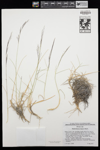 Muhlenbergia pungens image