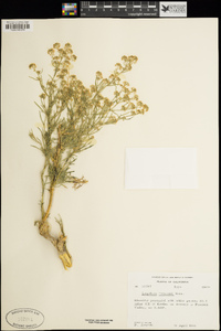 Lepidium fremontii image