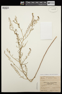 Lepidium apetalum image