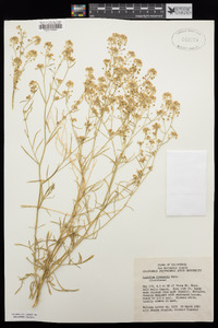 Lepidium fremontii image