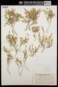 Lepidium densiflorum image