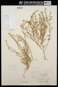 Lepidium densiflorum image