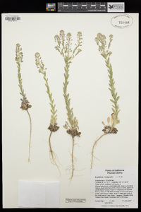 Lepidium campestre image