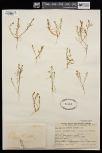 Lepidium acutidens image