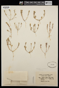 Lepidium dictyotum image