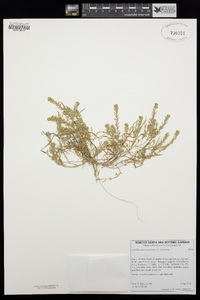 Lepidium dictyotum var. dictyotum image