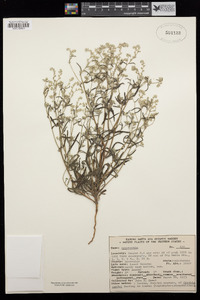 Cryptantha decipiens image