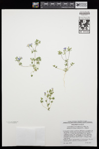 Leptosiphon aureus subsp. decorus image