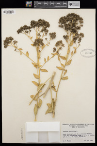 Lepidium latifolium image