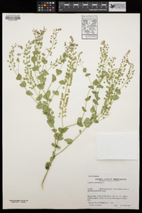 Lepidium perfoliatum image