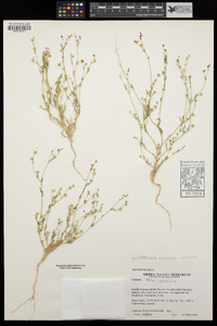 Allophyllum gilioides image