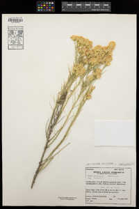 Ericameria nauseosa var. oreophila image