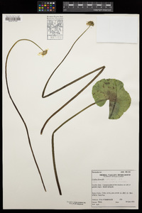 Caltha leptosepala var. biflora image