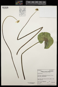 Caltha leptosepala image