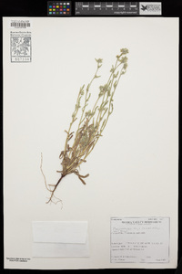 Plagiobothrys kingii var. kingii image