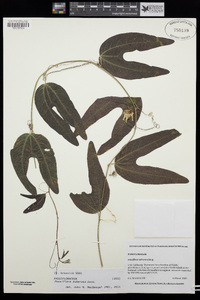 Passiflora tuberosa image
